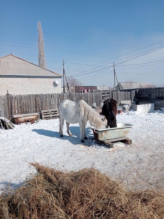 Срочно Продам 4 лошади