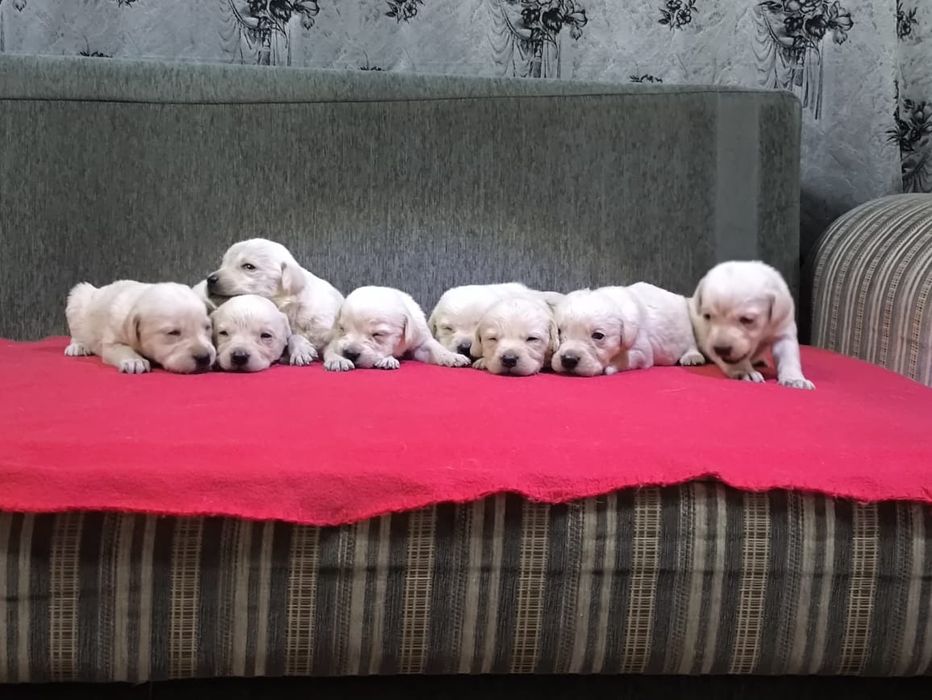 Щенки Лабрадор ретривер