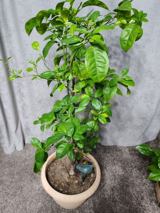 Дерево Лимон, не плодоносит