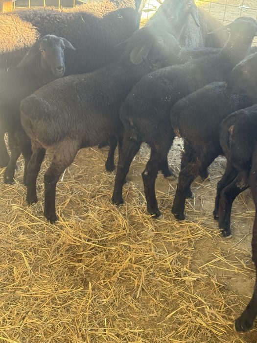 Урғашы токтылар сатылады