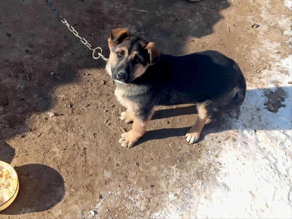 Продам Немецкий овчарка