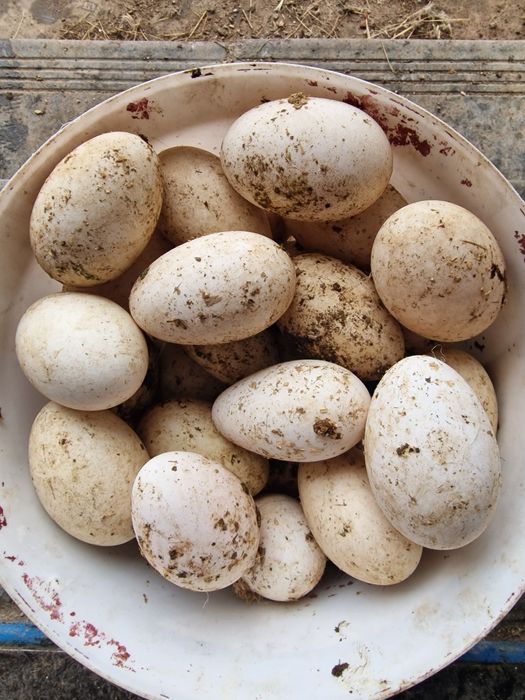 Гусиные яйца от белых гусей в Костанае