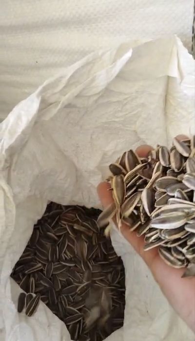 Продам Семечки новый уражай