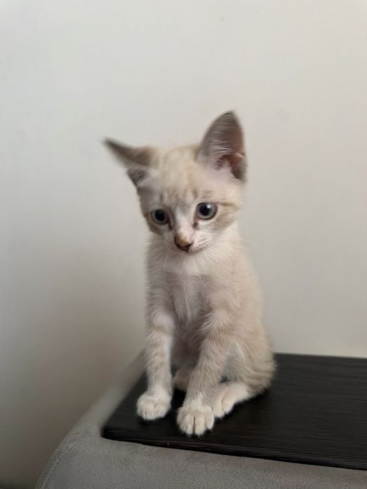 Отдам котика бесплатно