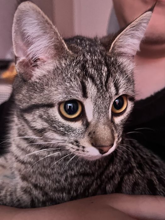 Котенок бесплатно