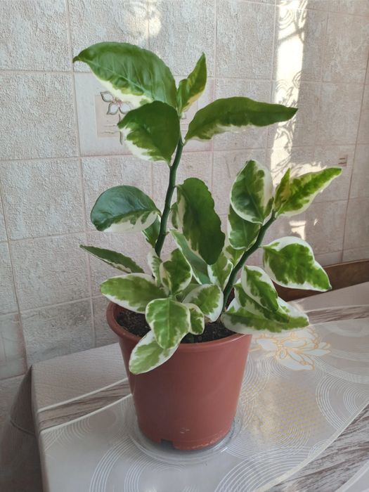 Цветок Педилантус