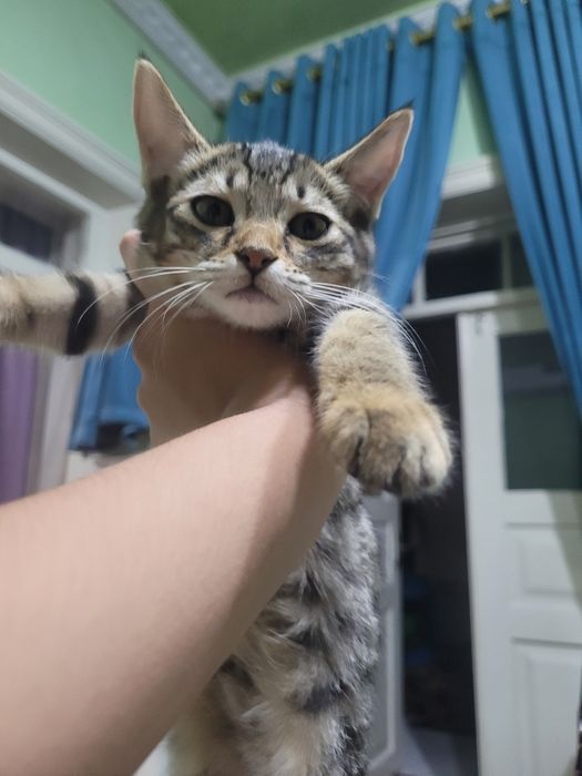 Отдаём кошечку в добрые руки