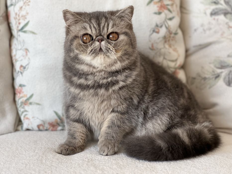 Женско екзотично късокосместо чистопородно коте