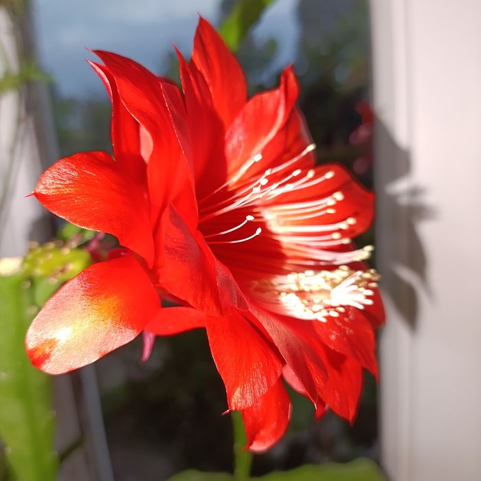 Кактус и хлорофитум