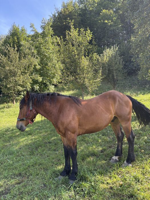 Vand cal, castrat, 4 anii