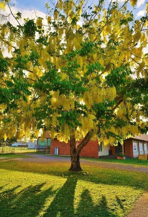 Salcam parfumat galben , rosu , roz , alb , mov