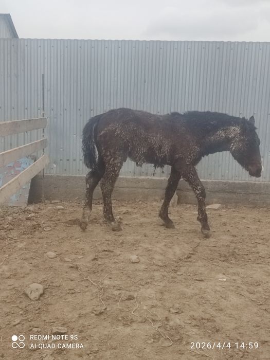 2 бас бордақы тай сатылады