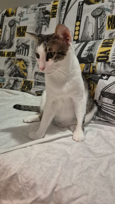 Greta pisica care cauta oameni
