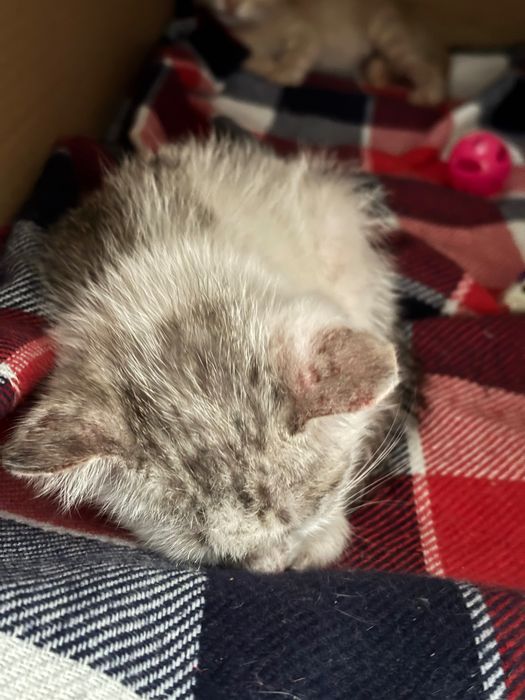 Котенок (в добрые руки)