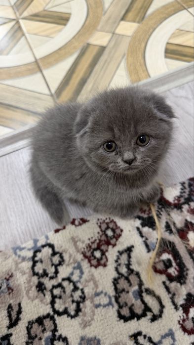 Котята / скоттиш страйт и скоттиш фолд
