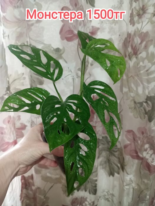 Комнатные растения(малыши)