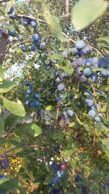 Продам дом в п. Заречный