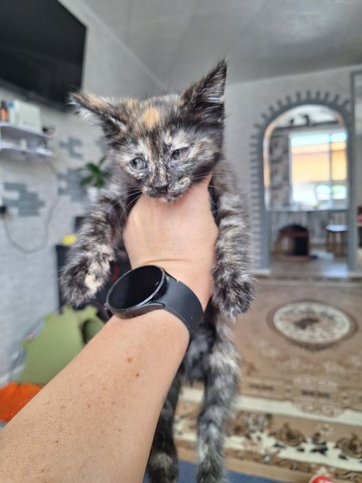 Котята в хорошие руки
