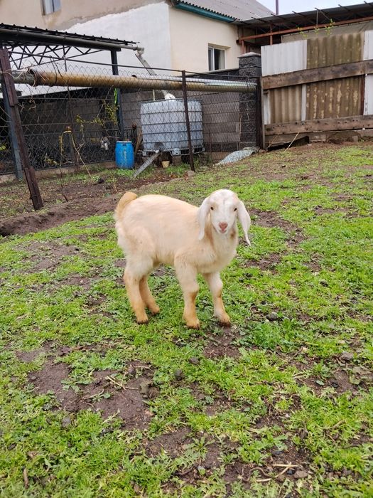 Продам, мальчика