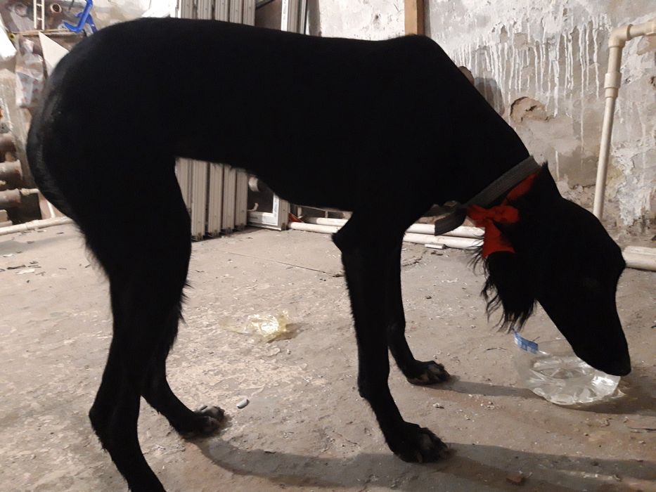 Тазы. Шашақ қаншық сатылады