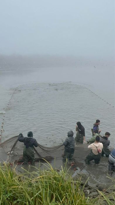 Fitofag proaspat/viu