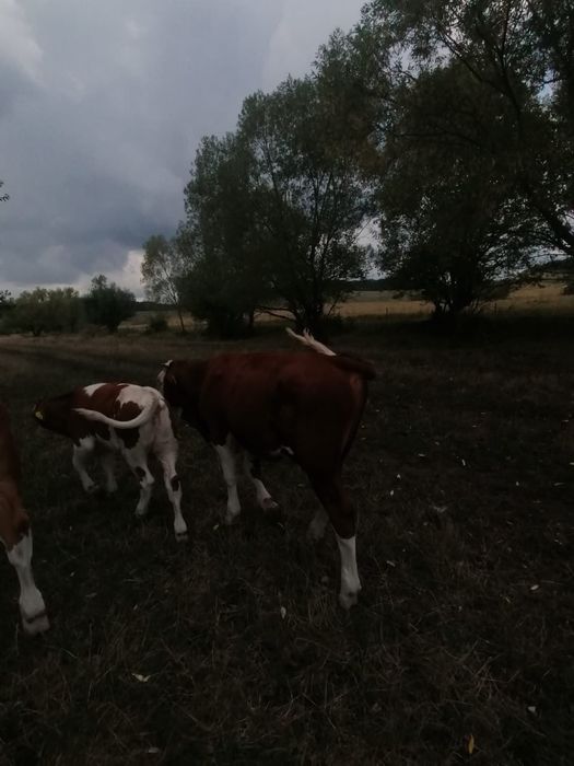 Vand vitei taurasi
