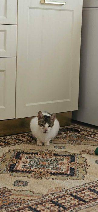 Anunt adoptie pisici