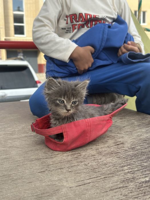 Котенок в хорошие руки