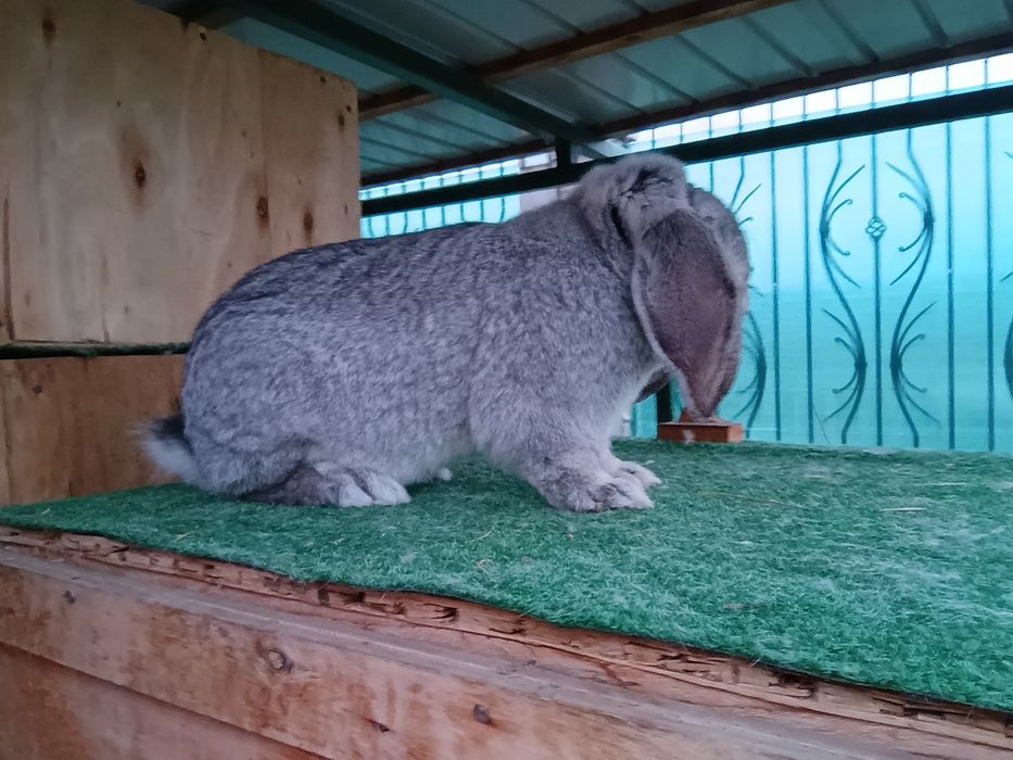 Iepuri din rasa uriaș german și berbec german