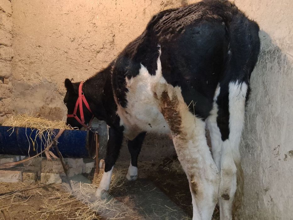 Гольштейн гунажин сотилади