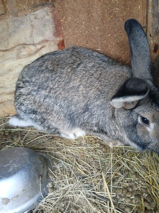 Продам кроликов  .