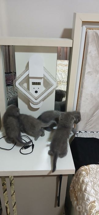 Продается британская вислоушка