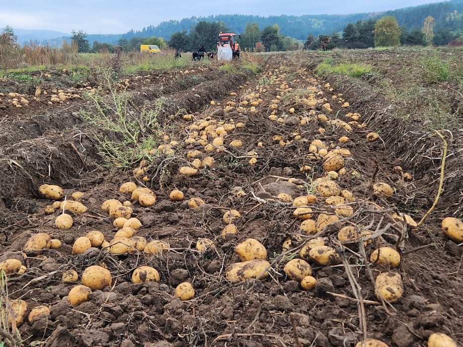 Картофи за семе Сорая клас Б