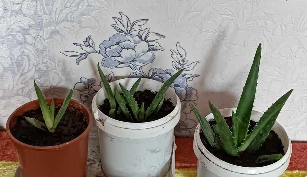 Продам Алоэ - вера