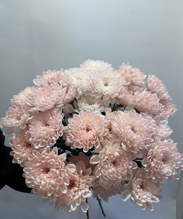 Букет хризантема цветы