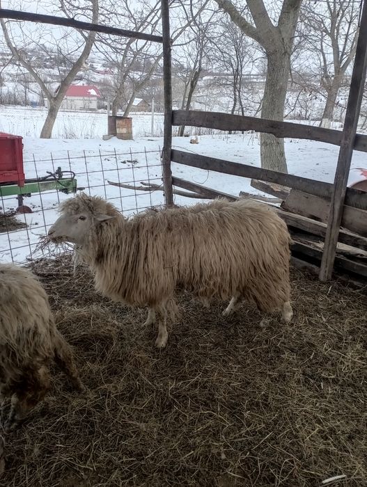 Vând berbec tânăr