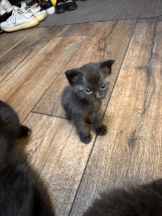 Отдам в добрые руки котят