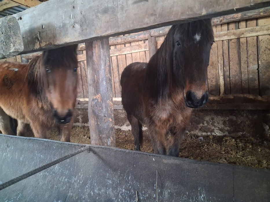 Продам лошадей кабыл