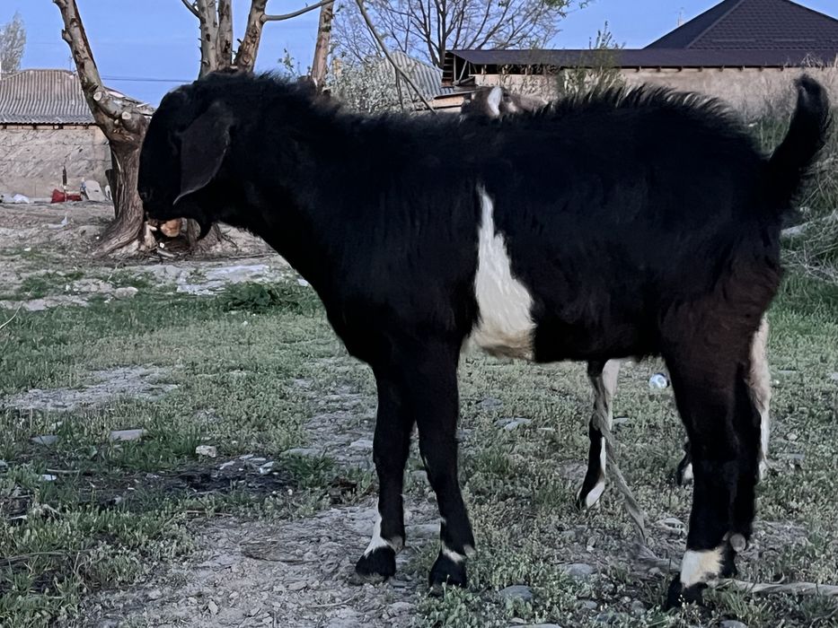 Нубийские козы …