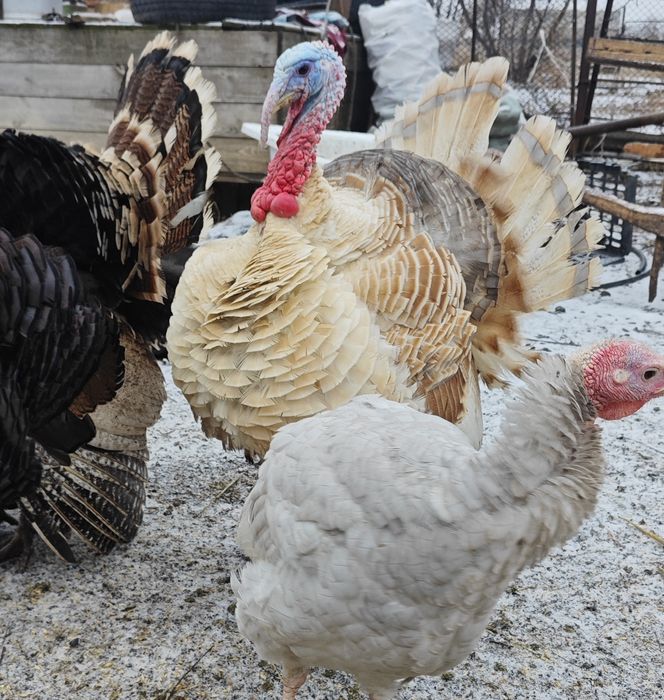 Продам индюков, описание