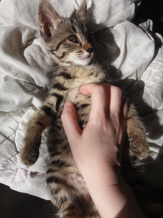 Отдам котенка в добрые руки