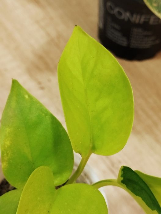 Эпипремнум Неон.