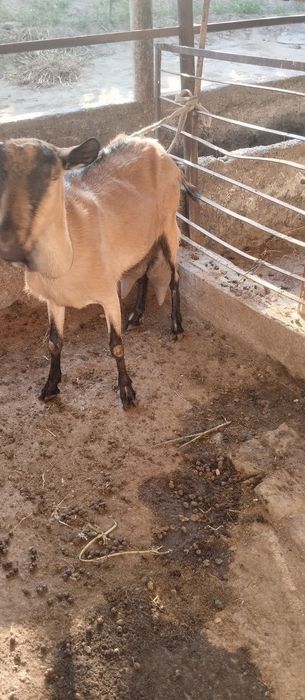 Zotli echki sotiladi ertalab 2 letr kechda 2 letr sut beradi
