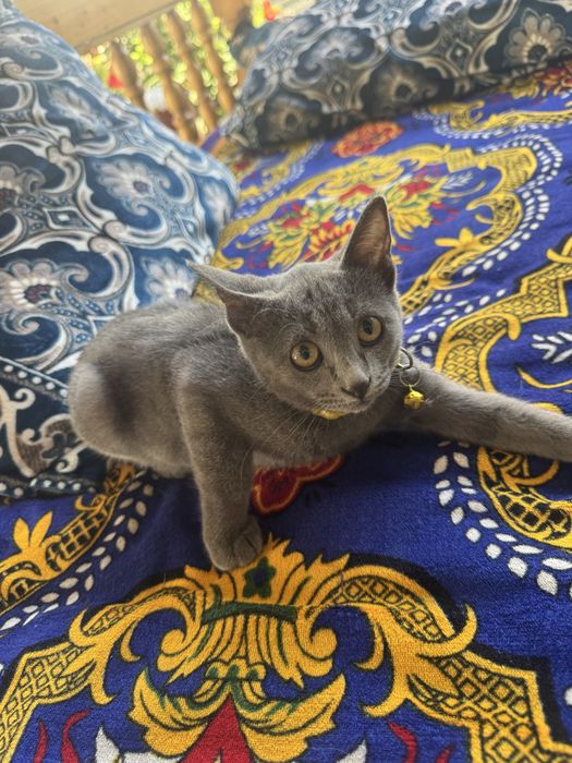 Mushuk bolasi rosa oynaydi ozoda