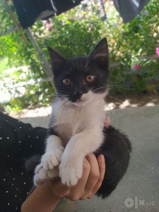 Кошки, uy mushugi