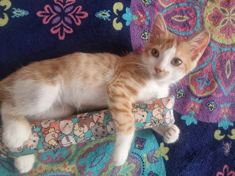 Котенок в добрые руки