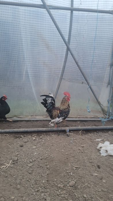 De vanzare cocos iopan 2025