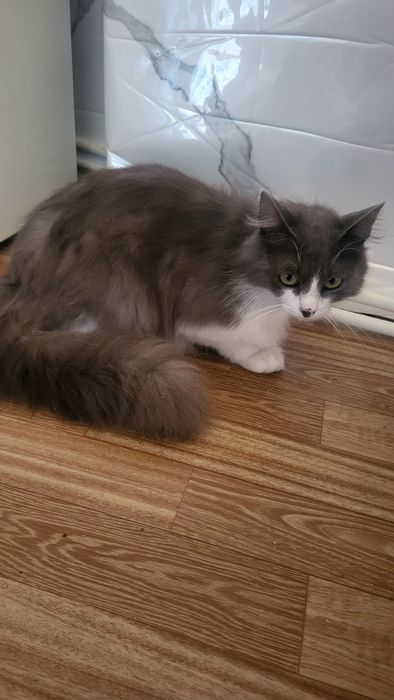 Молодой котик в добрые руки