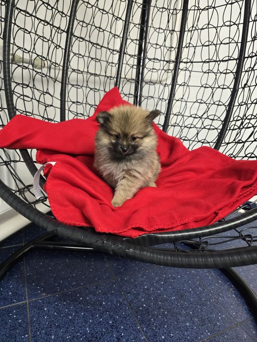 Померан Померанче