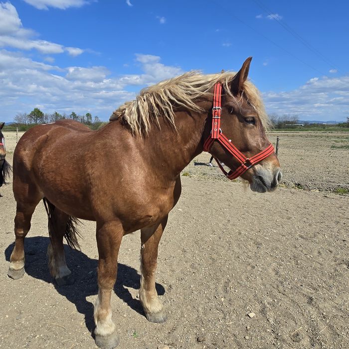 Manză Poloneza de 2 ani foarte cuminte